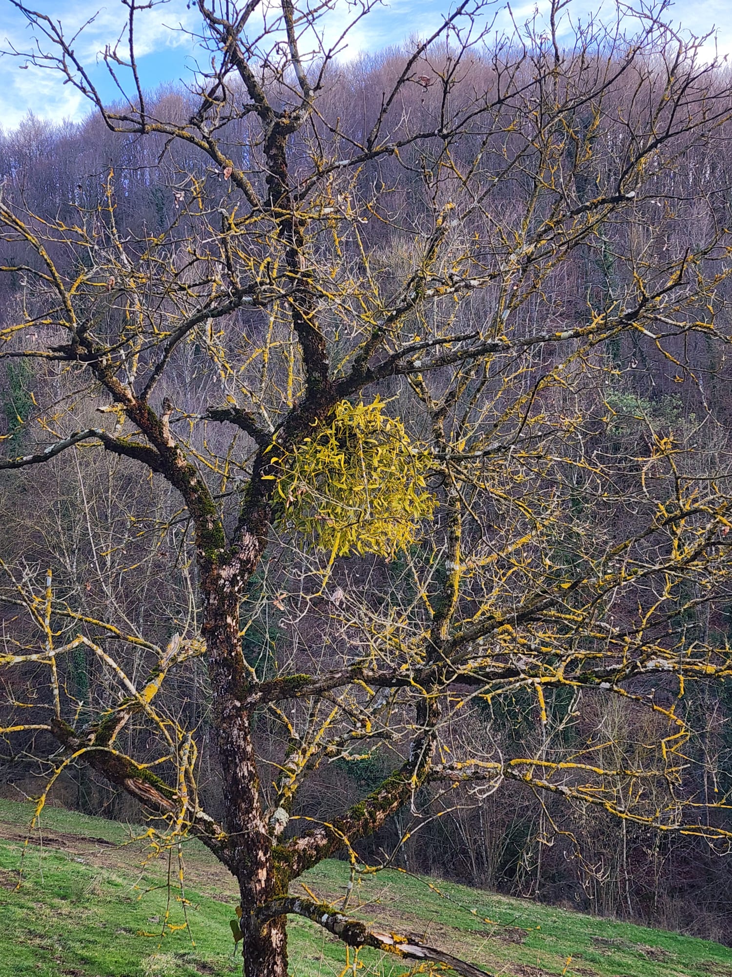 Constel·lació Familiar